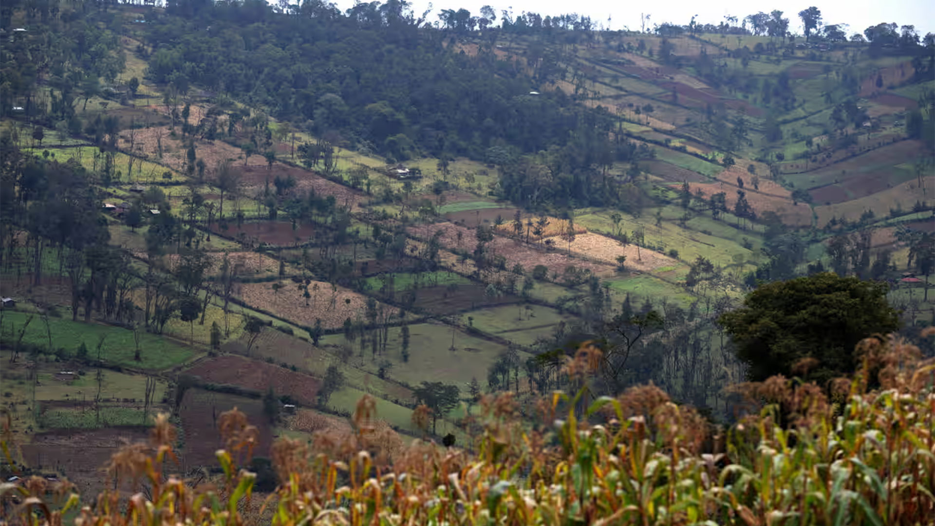 Área de reflorestamento no Quênia.